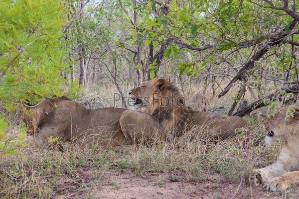 Wild Pride of lions  in national Kruger Park in UAR,natural themed collection background, beautiful nature of South Africa, wildlife adventure and travel