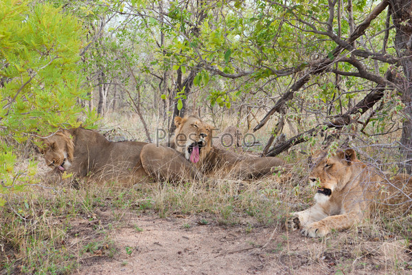 Wild Pride of lions  in national Kruger Park in UAR,natural themed collection background, beautiful nature of South Africa, wildlife adventure and travel