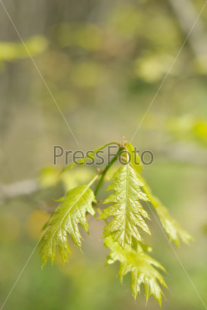 Young leaves on a branch of a small oak tree.