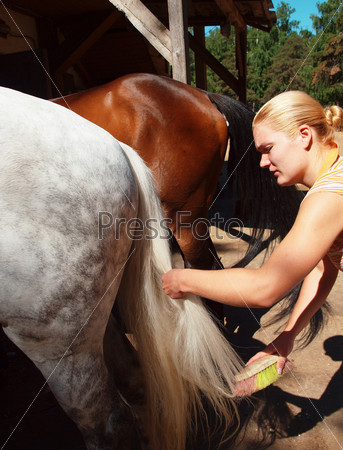 Girl cleans horse