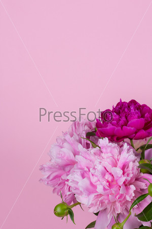 Bouquet of peonies on a pink background, stock photo
