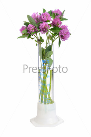 Red clover flowers in chemistry test tube on white background