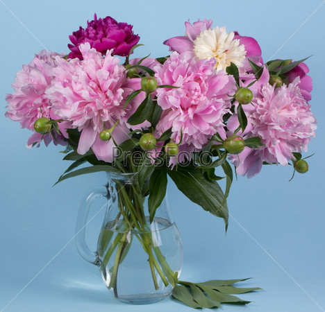 Bouquet of peonies on a blue background, stock photo