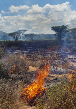 Wildfire in African savanna