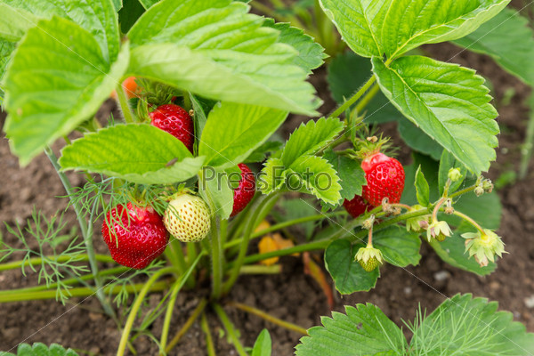 shrub the strawberries with red and green