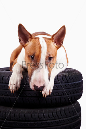 Bull terrier and wheels on a white background