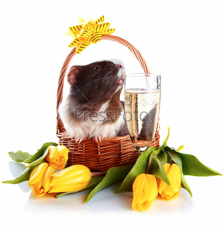 Guinea pig in a basket. Guinea pig with tulips. Guinea pig and flowers. Small pet. Live gift on a holiday. Live gift and champagne. Guinea pig with a glass.