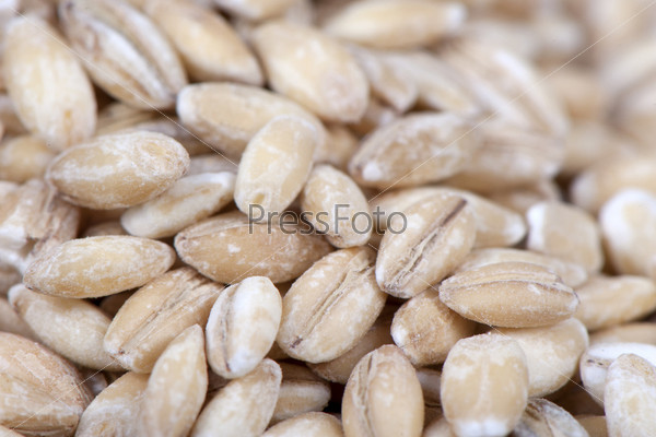 Pearl barley, treated wheat grain close up