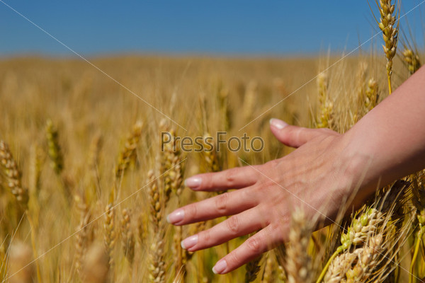 Hand in wheat field. Harvest and gold food agriculture concept, stock photo