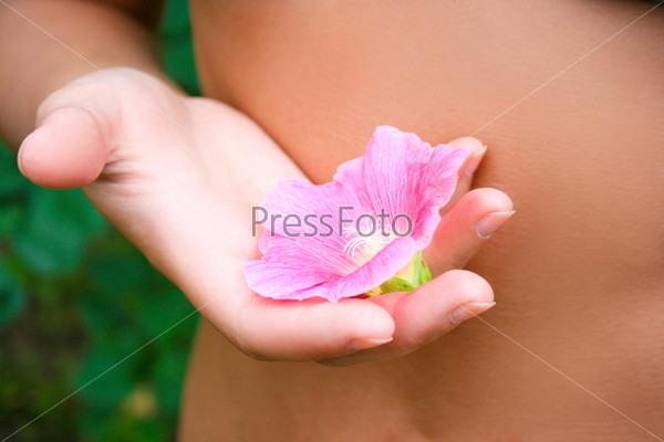 Female belly and hand with a flower close-up, stock photo