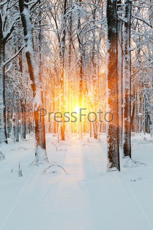 Russia, the sun\'s rays during the winter dawn in the forest