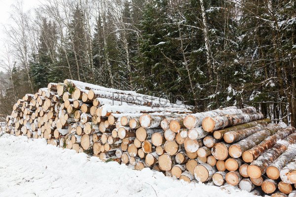 Stack of cut timber logs with snow. paper production