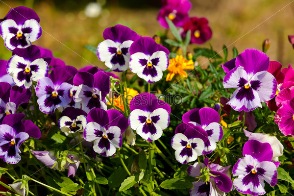 Pansy flower in a rustic flower pot