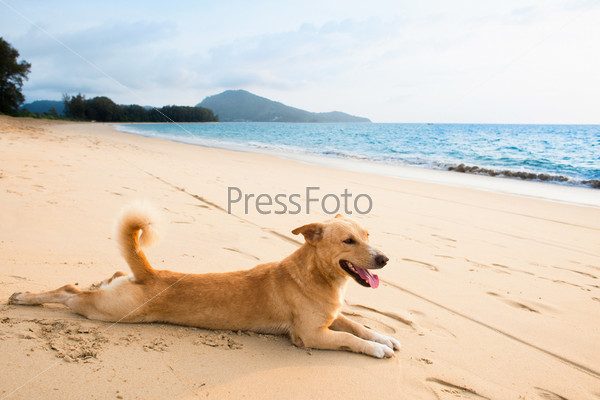 Расслабленная собака на тропическом пляже