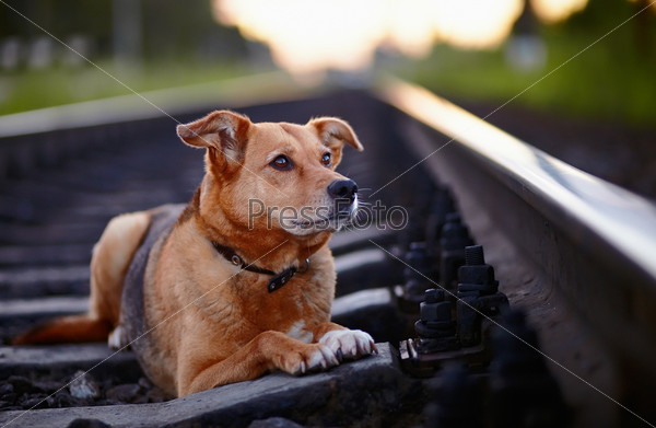 The lost dog lies on rails.