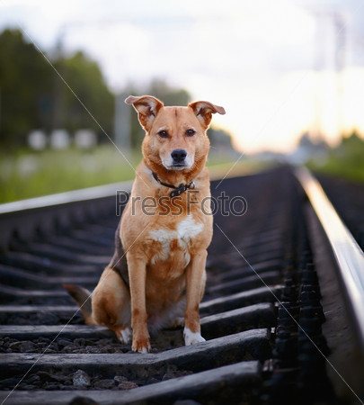 The sad dog sits on rails.