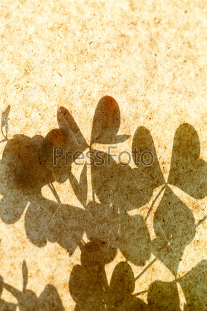 Flowers shadow