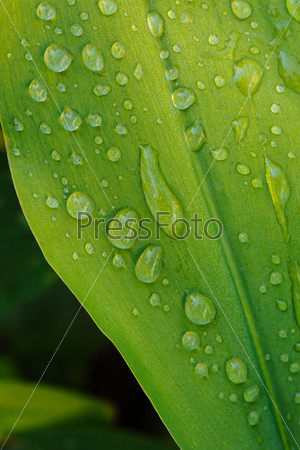 wet leaf close up