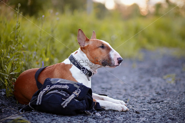 English bull terrier. Thoroughbred dog. Canine friend. Red dog.