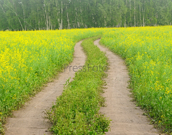 Road through flowering canola fields in Kazakhstan