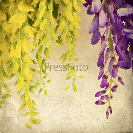 Background with beautiful yellow and blue flowers of acacia. Flower vintage background.