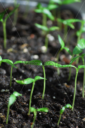 green sprout growing in black ground, macro