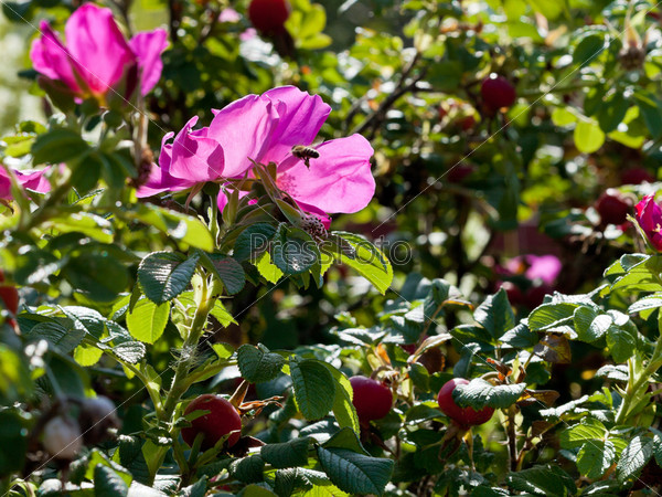 bee fly to thickets of wild rose with pink flowers in summer day