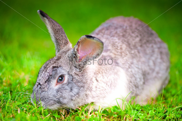 large pet rabbit eating green grass in the field