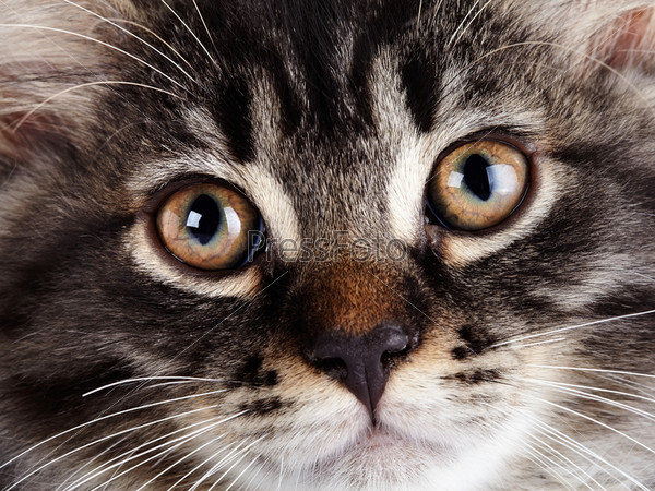 Muzzle of a striped cat with yellow eyes. Fluffy cat with brown eyes.  Striped not purebred kitten. Kitten on a white background. Small predator. Small cat.