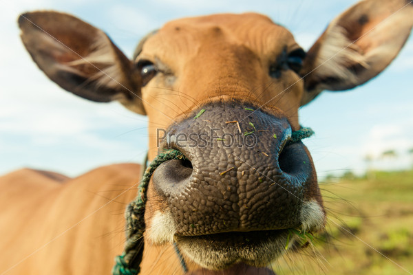 Cute cow closeup