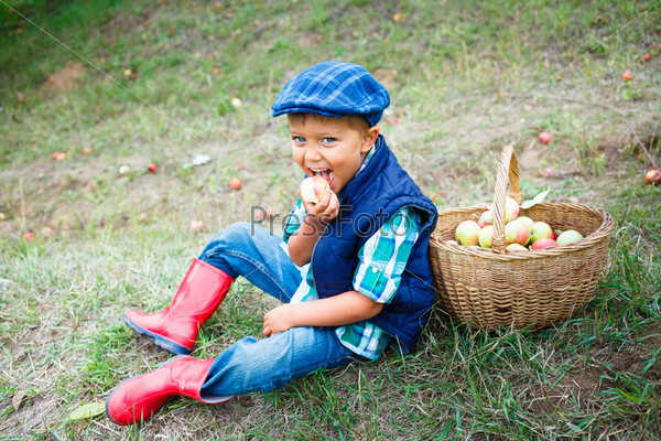 Harvesting apples. Cute little boy helping in the garden and eating apples out of the basket.