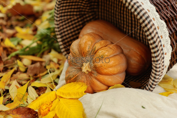 Colorful squash and mini pumpkins with fabric fall leaves for a harvest theme