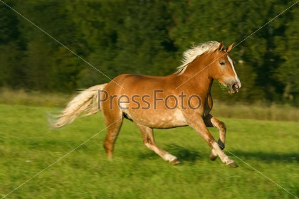 young brown  horse with a light mane running on a green field