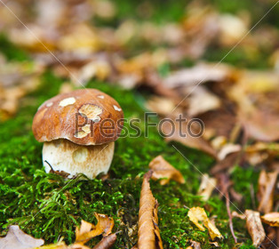 One little forest mushroom in the grass. Close up