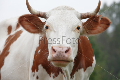 Closeup portrait of beautiful white and brown cow