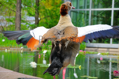 Duck spreading it\'s wings in closeup in Palmen Garten, Frankfurt am Main, Hessen, Germany