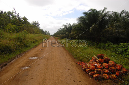 Gravel road at oil palm plantation