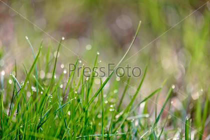 Close-up view of dew drops on green grass