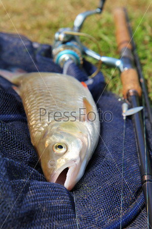 Fishing catch on the grass and fishing gear, stock photo