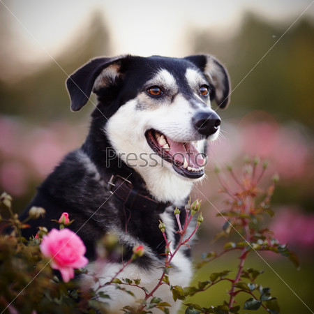 Портрет черно-белой собаки в розовых розах