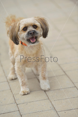 people best friend. little dog cute animal pet puppy outdoor\
portrait