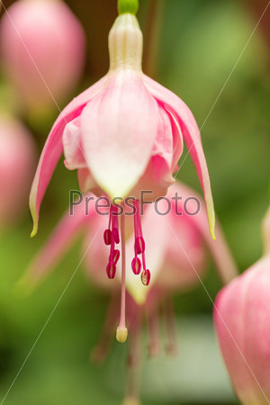 Light Pink color  Fuchsia flower
