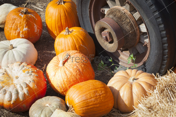 Fresh Orange Pumpkins and Old Rusty Antique Tire in a Rustic Outdoor Fall Setting.