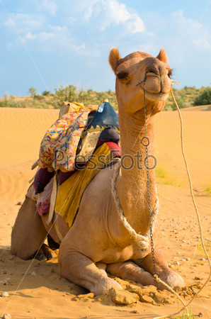 A camel on the Sam Sand Dune, Jaisalmer, Thar Desert, India