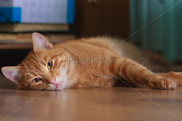 Horizontal shot of cute red cat lying on the floor