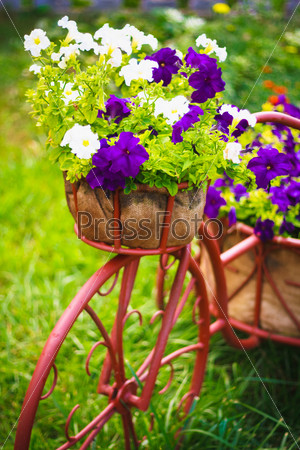 Model Of An Old Bicycle Equipped With Basket Of Flowers / Bicycle In A Garden