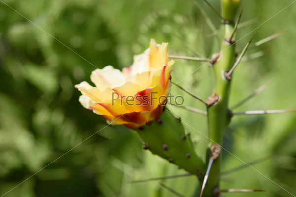 Cactus flower. Opuntia phaeacantha is a species of prickly pear cactus (tulip prickly pear or desert prickly pear). Sri Lanka.