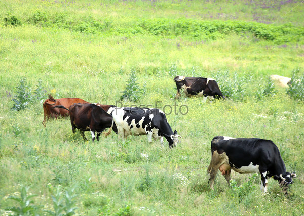 A herd of cows on the pasture
