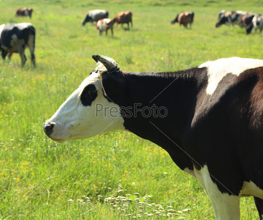 Portrait of cow head over green pasture outdoors