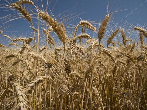 Wheat crop close-up